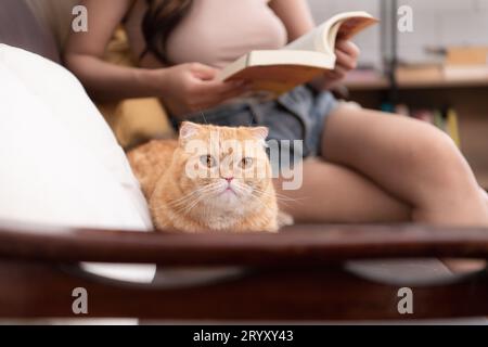 Eine intelligente Perserkatze starrt auf ein Buch, das ihr Besitzer eröffnet hat. Stockfoto