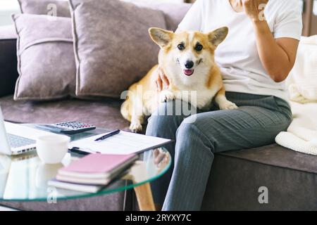 Frau, die mit ihrem Hund zu Hause spielt, hübscher Corgi auf Sofa im Wohnzimmer. Stockfoto