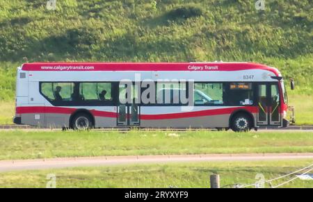 Calgary, Alberta, Kanada. Juli 2023. Ein Calgary Transit Bus auf der Strecke während der Sommerzeit. Stockfoto