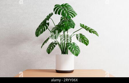 Monstera im Pflanztopf auf dem Tisch im Haus mit weißem Betonhintergrund. Botanische Natur und Dekorationskonzept. 3D-Abbildung Stockfoto