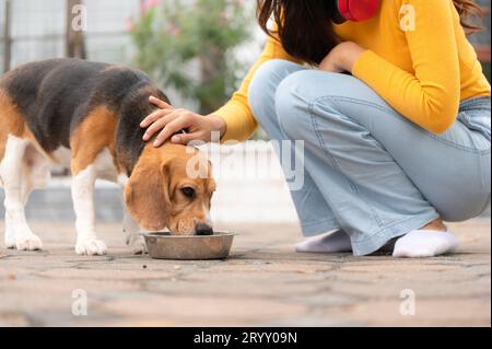 Ein Beagle-Hund trinkt Wasser, nachdem er mit dem Besitzer im Haus herumgelaufen ist, bis er erschöpft und müde ist Stockfoto