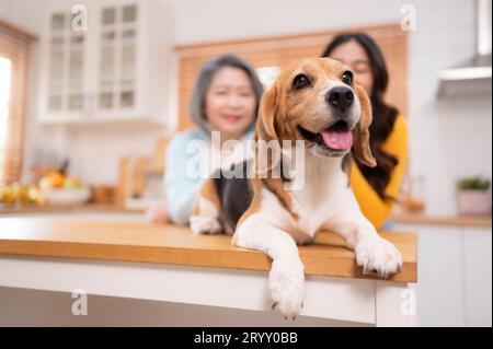 Beagle Hund mit Mutter und Tochter am Wochenende kochen sie zusammen in der Küche des Hauses. Stockfoto