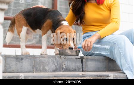 Ein Beagle-Hund trinkt Wasser, nachdem er mit dem Besitzer im Haus herumgelaufen ist, bis er erschöpft und müde ist Stockfoto