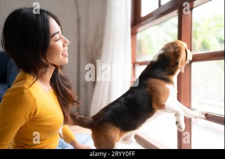 Beagle-Hund mit dem Mädchen ihres Besitzers auf einem Wochenendausflug sitzend und ausgeruht und aus dem Fenster im Wohnzimmer der Th Stockfoto