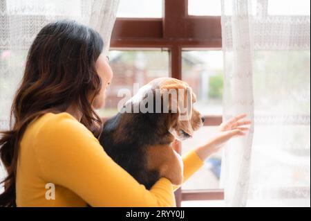 Beagle-Hund mit dem Mädchen ihres Besitzers auf einem Wochenendausflug sitzend und ausgeruht und aus dem Fenster im Wohnzimmer der Th Stockfoto