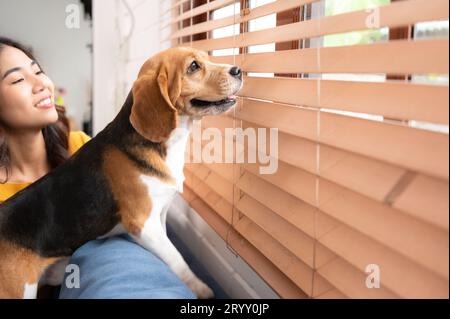 Beagle-Hund mit dem Mädchen ihres Besitzers auf einem Wochenendausflug sitzend und ausgeruht und aus dem Fenster im Wohnzimmer der Th Stockfoto