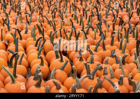 Reihen leuchtend orangefarbener Kürbisse auf dem Farmer's Market in rual New Jersey Stockfoto