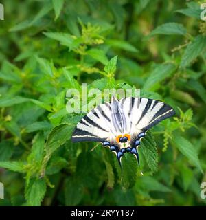 Der König der Wiesen. Porträt des Schwalbenschwanzes der alten Welt (Papilio machaon) Stockfoto