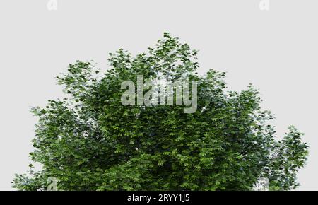 Baumkrone des großen Acer marcophillum-Baumes auf isoliertem weißem Hintergrund. Natur- und Objektkonzept. 3D Darstellung von Illustrationen Stockfoto