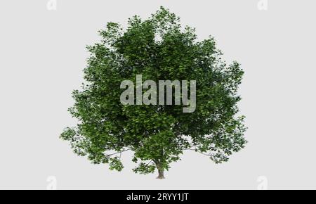 Großer Acer marcophillum Baum auf isoliertem weißem Hintergrund. Natur- und Objektkonzept. 3D Darstellung von Illustrationen Stockfoto