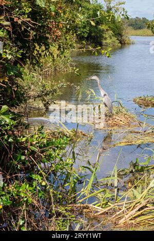 Szenen aus einer Wanderung im lowcountry Stockfoto