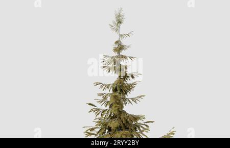 Baumkrone der Abies guatemalensis Kiefer auf isoliertem weißem Hintergrund. Natur- und Objektkonzept. 3D Darstellung von Illustrationen Stockfoto