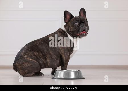 Bezaubernder französischer Bulldog in der Nähe der Schüssel. Hübsches Haustier Stockfoto