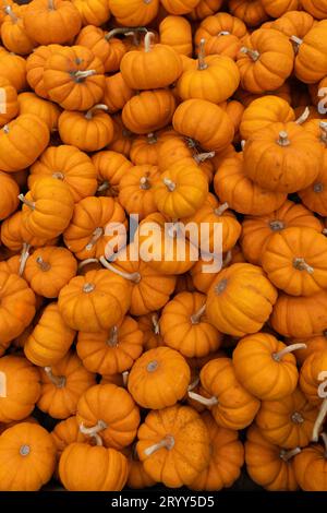 Viele kleine Kürbisse Stockfoto