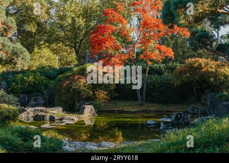 Schöne ruhige Szene im japanischen Frühjahrsgarten. Japan Herbstbild. Schöner japanischer Garten mit einem Teich und roten Blättern. Teich i Stockfoto