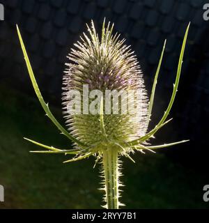 Wilde Teasel, Dipsacus fullonum, in Blume, Witten, Nordrhein-Westfalen, Deutschland, Europa Stockfoto