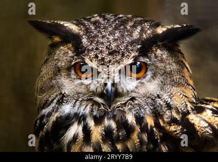 Uhu, Bubo Bubo, Porträt, Gefangener im Zoo Sababurg, Hofgeismar, Hessen, Deutschland, Europa Stockfoto