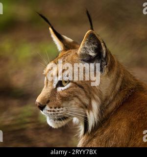 Eurasischer Luchs, nördlicher Luchs, Lynx Luchs, Porträt, Gefangener im Zoo Sababurg, Hofgeismar, Deutschland Stockfoto