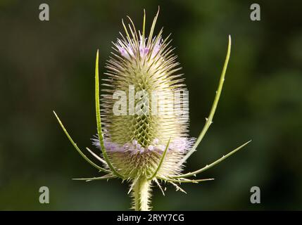 Wilde Teasel, Dipsacus fullonum, in Blume, Witten, Nordrhein-Westfalen, Deutschland, Europa Stockfoto