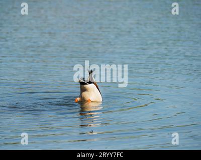 Entenboden zeigt sich beim Füttern mit Kopf unter Wasser im Teich Stockfoto