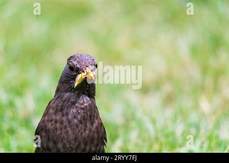 Männliche Amsel mit Maden. Gartenvogel sammelt Insektenfutter. Stockfoto