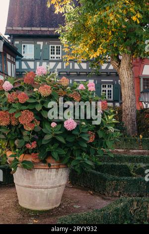 Traditionelle deutsche Häuser mit schönem Garten im Herbst. Blumen im Stadtpark Bietigheim-Bissingen, Baden-Württemberg Stockfoto