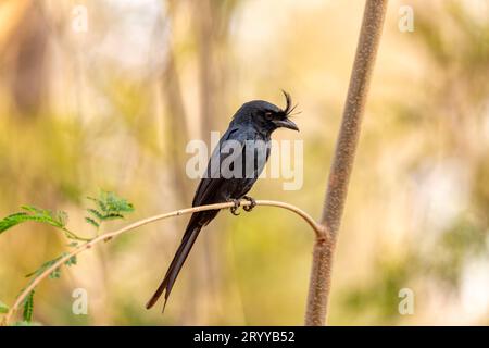 Drongo, Dicrurus Forficatus, Kirindy-Wald, Madagaskar-Tierwelt Stockfoto