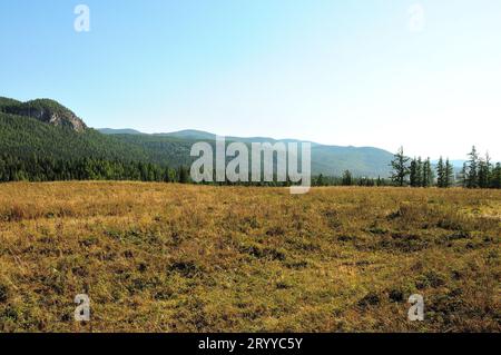 Eine weitläufige Lichtung mit gelblichem Gras und mehreren hohen Kiefern vor dem Hintergrund von Bergketten, die von dichten Nadelwäldern bewachsen sind i Stockfoto