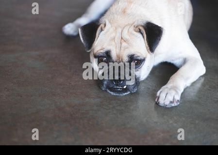 Mops-Hund, der draußen auf dem Boden schaut und darauf wartet, dass der Besitzer nach Hause kommt, nachdem er zu Hause gearbeitet hat. Schönes Haustier und süßer Hund. Be Stockfoto