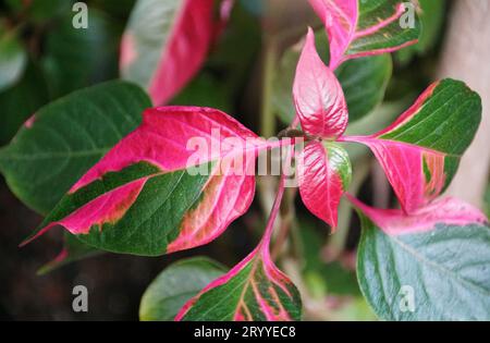 Nahaufnahme der leuchtend rosa und grünen Blätter von Alternanthera ficoidea, auch weithin bekannt als Party Time Plant Stockfoto