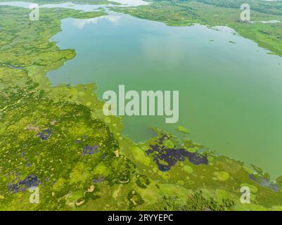 Ein Sumpfgebiet mit üppiger grüner Vegetation und Sonnenlicht reflektiert über Pflanzen. Sümpfe Von Agusan. Mindanao, Philippinen. Stockfoto