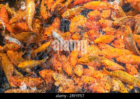 Bunte Koi-Karpfen oder Goldfische im Teich-Hintergrund Stockfoto