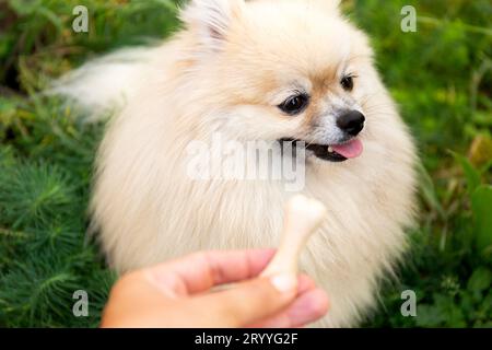 Leckereien für Tiere. Picky Dog weigert sich, Knochen auf unscharfgrünem Hintergrund zu essen. Stockfoto