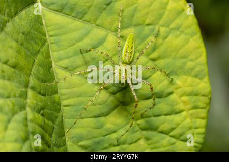 Peucetia viridans, The Green Lynx Spider, Tarcoles, Costa Rica Stockfoto