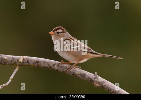 Unreifer Weißkrone Sparrow (Zonotrichia leucophrys) Sacramento County Kalifornien USA Stockfoto