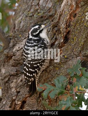 Unreifer männlicher Nuttall's Woodpecker (Dryobates nuttallii) Sacramento County Kalifornien USA Stockfoto