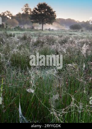 Spinnennetz im Tau früh am Morgen auf der Weide mit Bodennebel im September, Nordrhein-Westfalen, Deutschland Stockfoto