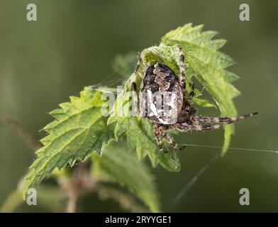 Europäische Gartenspinne (Araneus diadematus), die in ihrem Versteck unter dem Blatt einer Brennnessel sitzt, Nordrhein-Westfalen, Deutschland Stockfoto