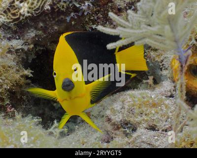 Felsenschönheit (Holacanthus Tricolor), John Pennekamp Coral Reef State Park Tauchplatz, Key Largo, Florida Keys, Florida, USA Stockfoto