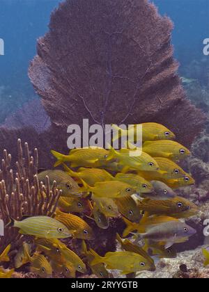 Gruppe der französischen Grunze (Haemulon flavolineatum) in typischer Karibikrifflandschaft mit gemeinem Seefächer (Gorgonia ventalina). Tauchplatz John Stockfoto