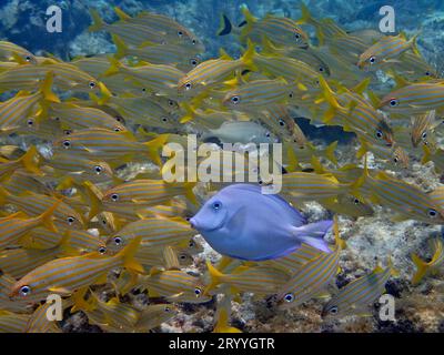 Atlantischer Blautang (Acanthurus coeruleus) in der Schule, Gruppe von Kleinmaulgrunzen (Haemulon chrysargyreum), Tauchplatz John Pennekamp Coral Reef State Stockfoto