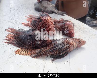 Pazifischer Rotfeuerfisch (Pterois volitans), Tauchplatz Amber Jack, Destin, Panhandle, Golf von Mexiko, Florida, USA. Diese invasive Spezies verursacht große Stockfoto