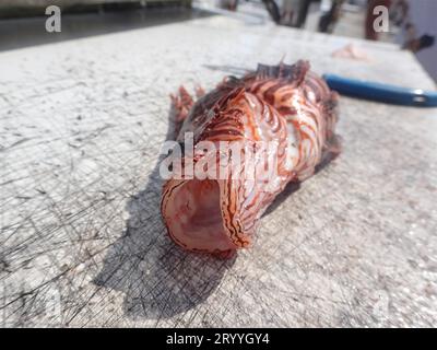 Pazifischer Rotfeuerfisch (Pterois volitans), Tauchplatz Amber Jack, Destin, Panhandle, Golf von Mexiko, Florida, USA. Diese invasive Spezies verursacht große Stockfoto