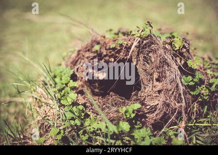 Nahaufnahme des Schlangenlochs im Park. Tierleben und Naturkonzept. Stockfoto