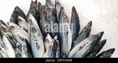 Makrele auf Eis im Supermarkt. Toter roher gefrorener japanischer Fisch namens Saba zum Kochen. Frisches Meersalzwasser, das scomber auspackt Stockfoto