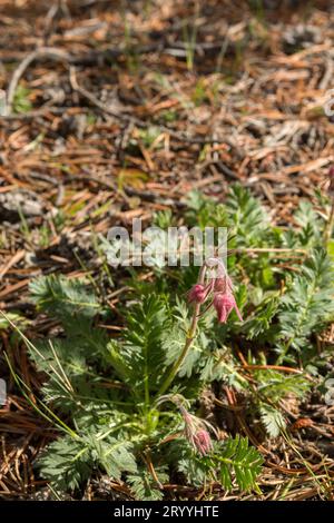 Prairie Smoke (Geum triflorum) blüht auf dem Waldboden in Wyoming Stockfoto