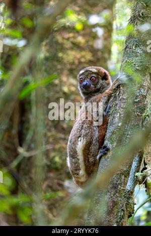 Avahi, Peyrieras' Woolly Lemur, Avahi Peyrierasi, Madagaskar Wildtier. Stockfoto