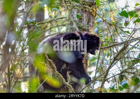 Schwarzer Lemur Milne-Edwards Sifaka mit Baby, Propithecus edwardsi, Madagaskar Wildtier. Stockfoto