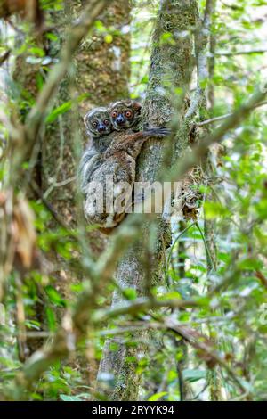 Avahi, Peyrieras' Woolly Lemur, Avahi Peyrierasi, Madagaskar Wildtiere Stockfoto