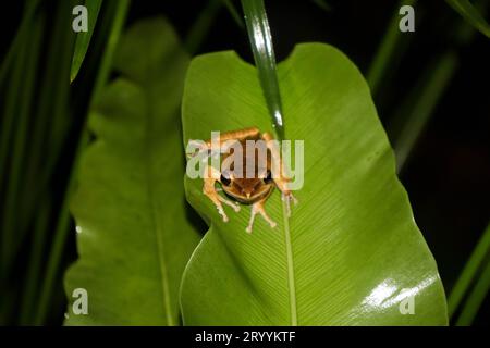 Gemeiner Baumfrosch auf Blatt Stockfoto